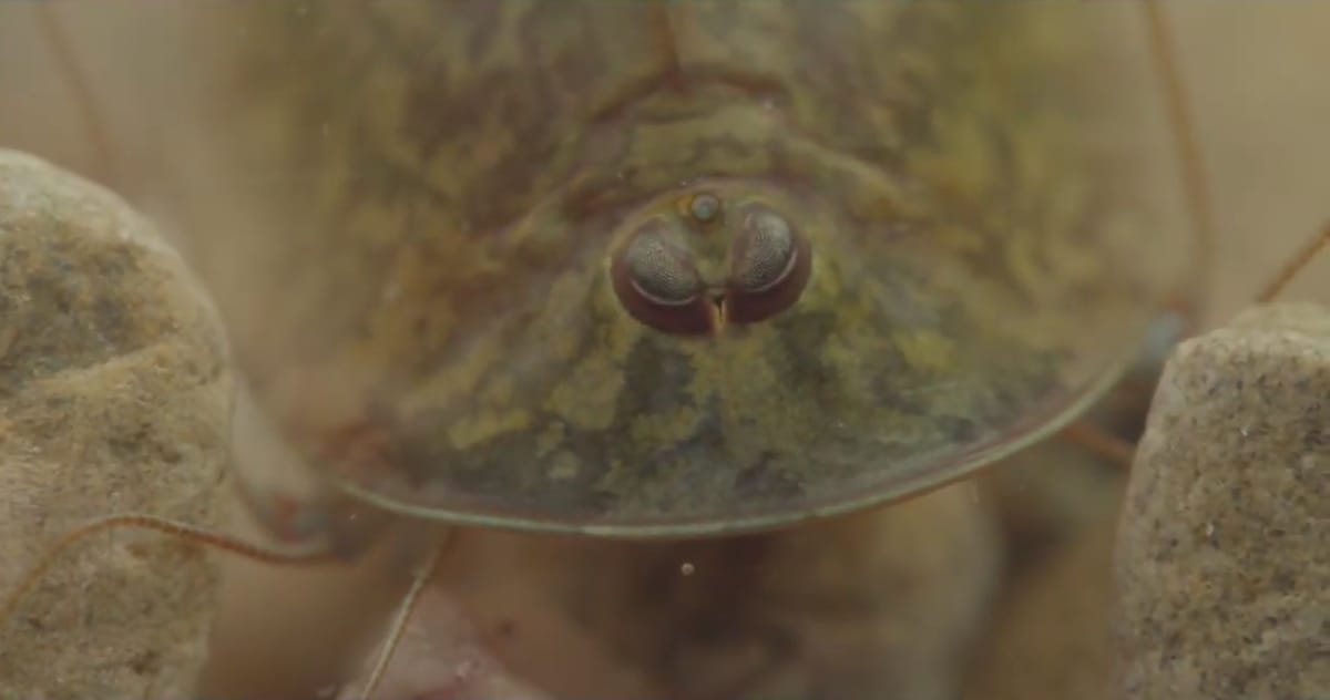 Triops cancriformis